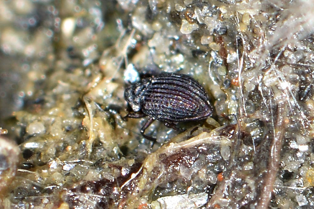 Georissidae?  S !!! Georissus laesicollis